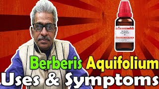 Berberis Aquifolium in Hindi  Uses and Symptoms in Homeopathy by Dr PS Tiwari [upl. by Noraed909]