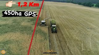 Das 12 Km lange Feld 450ha GPS  Ganzpflanzensilage Häckseln Claas im Einsatz [upl. by Pickard]