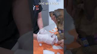 How to apply a leg bandage on a dog veterinary clinicalskills vetacademy shorts vet [upl. by Liakim]