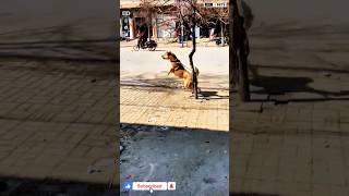 Powerful Central asian shepherd dog shorts ytshorts viralshorts alabai [upl. by Adev]