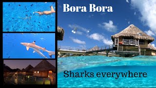 Bora Bora There are Sharks under my Bungalow [upl. by Oreste]