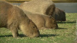 Argentine town seeks to curb its capybara population [upl. by Oravla468]