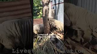 Wrinkled Merino Sheep Breed NFS Subscribe Our Channel For More Updates [upl. by Toolis]