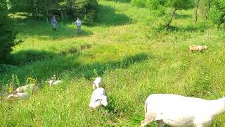 Sheep flock set up for ram lamb banding day [upl. by Ahsok]