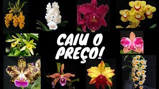 CAIU O PREÇO Orquídeas e Adubos com preço de Black Friday DO DIA 071117 AO DIA 121117 [upl. by Airbmac82]