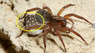 How Wolf Spider Giving Birth To 100 Babies [upl. by Raddy]