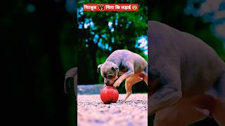 🤔पिटबुल Vs चिता कि लड़ाई 😨 ≈ Fail🥶 shorts pitbull animals dog youtube video [upl. by Hairahs]