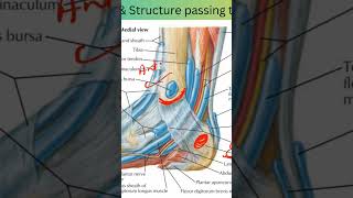 Flexor Retinaculum of Ankle anatomy education neet neetpg  lowerlimbshorts [upl. by Sneed519]