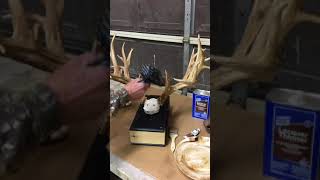 Taxidermy Today Magazine Video 23 Staining Texas Whitetail Reproductions by Erich Carter [upl. by Lilyan]