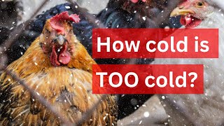 Chickens in winter  When to worry and what to do [upl. by Kosel]