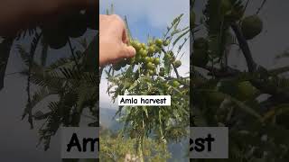 How to harvest Amla  Gooseberry harvest  mountain life plants gardening tree like share [upl. by Ellingston]