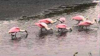 ROSEATE SPOONBILLS FEEDING MERRITT ISLAND WLR  FLORIDA [upl. by Itsrejk]