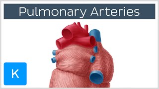 Pulmonary Arteries  Location amp Function  Human Anatomy  Kenhub [upl. by Shela]