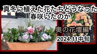 真冬に植えた花たちどうなった？春咲いたのか②奥の花壇編 [upl. by Aineles21]