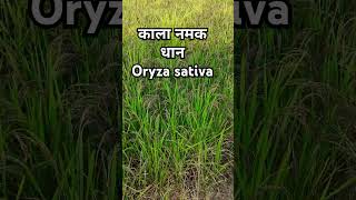 काला नमक धानOryza sativapaddy crop agriculture [upl. by Lovering336]