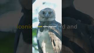 Harpy Eagles vs Bald Eagles Epic Showdown naturelovers wildlifeseekers fypシ゚viral [upl. by Eetsirhc996]