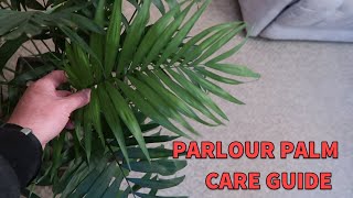 Parlour Palm Spotlight amp Care Guide Chamaedorea Elegans [upl. by Ynnob]