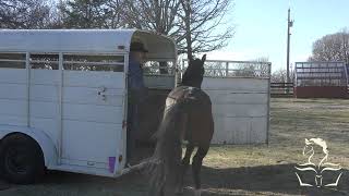 Aequitas Arabian Stallion Part 17 Trailer Loading maybe [upl. by Kapoor]