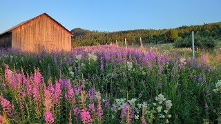 Relaxing Walk Around Our Tiny Lapland Village in Sweden  Arctic Evening Sun amp Flower Fields  ASMR [upl. by Naoj56]