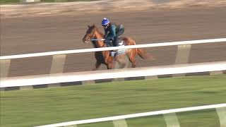 Gun Runner works ahead of Pegasus World Cup at Gulfstream Park January 22 2018 [upl. by Jaine]