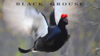 Bird sounds  black GROUSE call and displaying [upl. by Wilonah788]