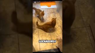 😯Alucinante Gatos Luchando contra Otros Animales 🐱⚔️ [upl. by Htez]