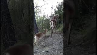 Borrego Cimarron Ovis vanademsis trailcam nature wildlife [upl. by Anoli695]