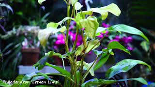 Lemon Lime Philodendron [upl. by Kcirrag]