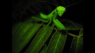 Mantises in the ecosystem for 100 days ONE WEEK✌👀👏 Insanely [upl. by Isabella]