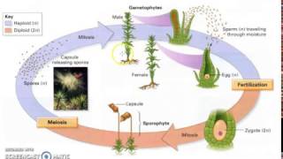 Bryophyte Lifecycle [upl. by Rol]