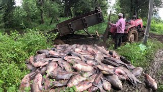 වෙහෙරගලට මාළු වසන්තය 🐟😮 islandfishing Village Fish Market [upl. by Bouldon]