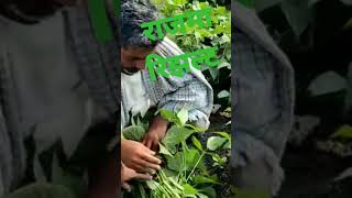 राजमा रिझल्ट Karyon organic products karyon shots shortsvideo [upl. by Larianna162]