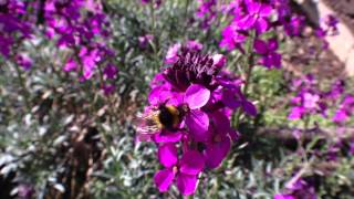 Bowless Mauve a top bee and other pollinators plant [upl. by Iolenta917]