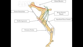 KPU Stay and reciprocal apparatus of the equine hind limb [upl. by Ieppet]