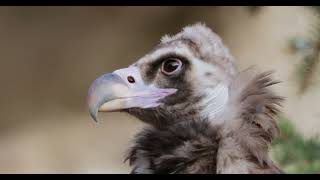 Cinereous Vulture Aegypius Monachus Is A Large Raptorial Bird [upl. by O'Neil]