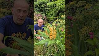 Kali Ginger hedychium gardnerianum subtropical gardening adventure permaculture explore [upl. by Tosch134]