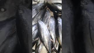 Yellowfin tuna fishery fish seafood food [upl. by Edna214]