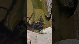 American Bullfrog Hiding [upl. by Aligna]