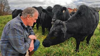 John Deere Plow Repairs Friendly Cattle and Delicious Steaks [upl. by Carrick]