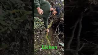 Lichen biology ytshorts shortvideo biofactslichen [upl. by Mcclain]