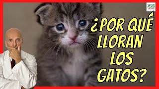 ¿POR QUÉ LLORAN LOS GATOS 💔 O MAULLAN DESCONSOLADAMENTE [upl. by Nonnelg]