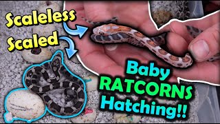 Baby Scaleless Snakes Hatching [upl. by Bautram790]