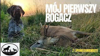 Mój pierwszy rogacz Polowanie o poranku [upl. by Gerson701]