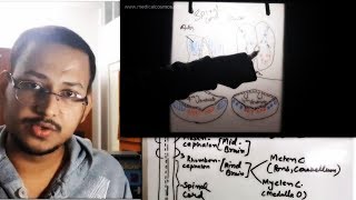 Neural tube Concept  Arrangement of Nuclei in Brainstem amp Spinal cord [upl. by Enel]