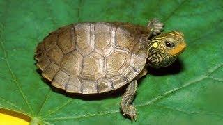 10 Amazing Facts About Turtles amp Tortoises [upl. by Song759]