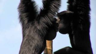 Zoo View Siamang GibbonCincinnati Zoo [upl. by Swanhildas]