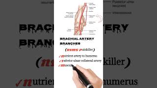 brachial artery branches mnemonic  anatomy mnemonics mm786 [upl. by Uzia448]