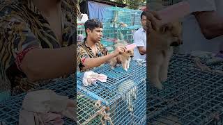 galif Street pet market today dog price update [upl. by Eetnwahs]