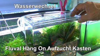 Fluval Hang On Kasten für die Aufzucht und Wasserwechsel im Film bei den Caridina Zwerggarnelen [upl. by Anitsrhc]