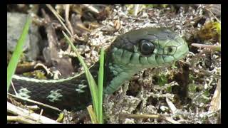 Unique Garter Snake [upl. by Tfat994]